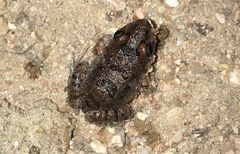 Leptodactylus troglodytes