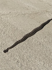 Crotalus oreganus helleri