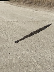 Crotalus oreganus helleri