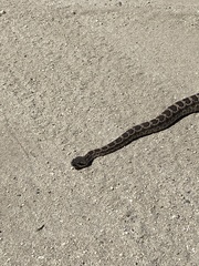 Crotalus oreganus helleri