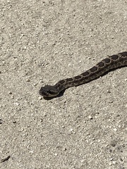 Crotalus oreganus helleri
