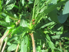 Galerucella calmariensis