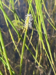 Eleocharis equisetoides
