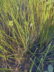 Eleocharis equisetoides