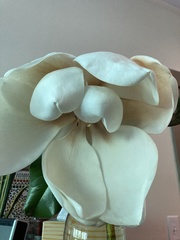 Magnolia grandiflora