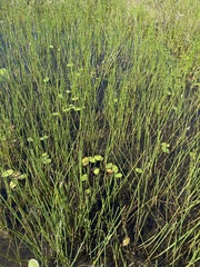 Eleocharis equisetoides