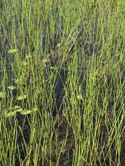 Eleocharis equisetoides