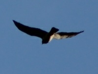 Buteo swainsoni