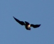 Buteo swainsoni