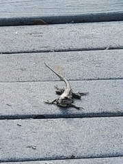 Sceloporus olivaceus