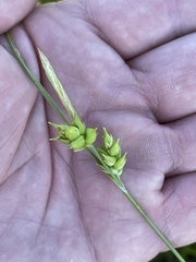 Carex turgescens