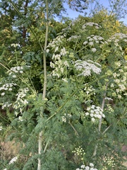 Conium maculatum