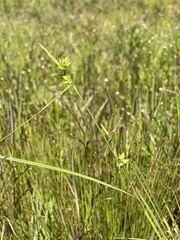 Carex turgescens