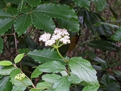 Viburnum scabrellum