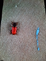 Zenodosus sanguineus