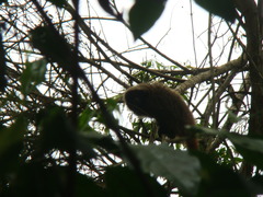 Callicebus nigrifrons