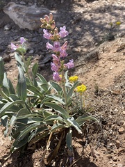 Penstemon pachyphyllus