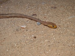 Thamnodynastes sertanejo