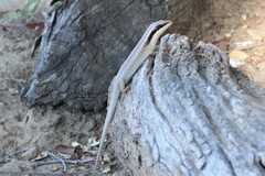 Trachylepis binotata