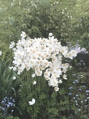 Anemonoides sylvestris