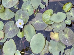Nymphoides cordata