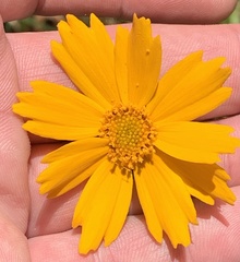 Coreopsis pubescens