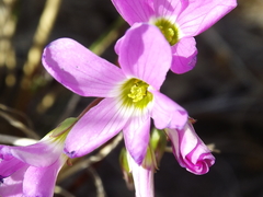 Oxalis decaphylla