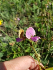 Tephrosia potosina