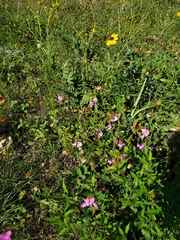 Tephrosia potosina