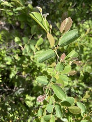 Fothergilla gardenii