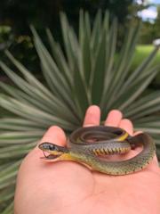 Erythrolamprus epinephalus