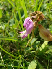 Tephrosia potosina