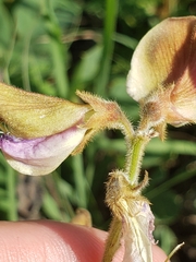 Tephrosia potosina