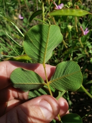 Tephrosia potosina