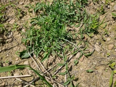 Centaurea stoebe australis