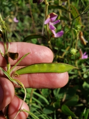 Tephrosia potosina
