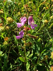 Tephrosia potosina