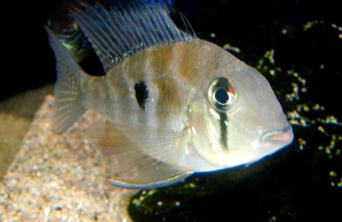 Threadfin Acara