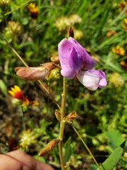 Tephrosia potosina