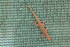 Lygodactylus bradfieldi