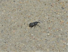 Sphenophorus cicatristriatus