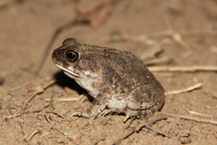 Sclerophrys pusilla