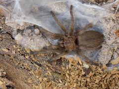 Dolichothele exilis