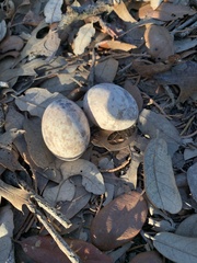 Antrostomus carolinensis