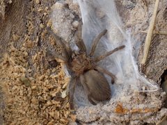 Dolichothele exilis
