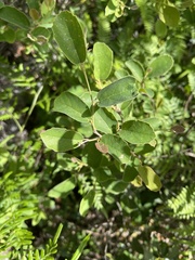 Fothergilla gardenii