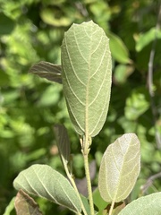 Fothergilla gardenii