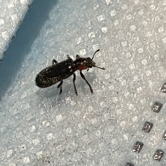 Placopterus thoracicus