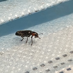 Placopterus thoracicus