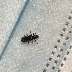 Placopterus thoracicus